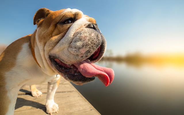 增加狗狗中暑几率的五个因素，看看你家狗狗，是否需要注意更多