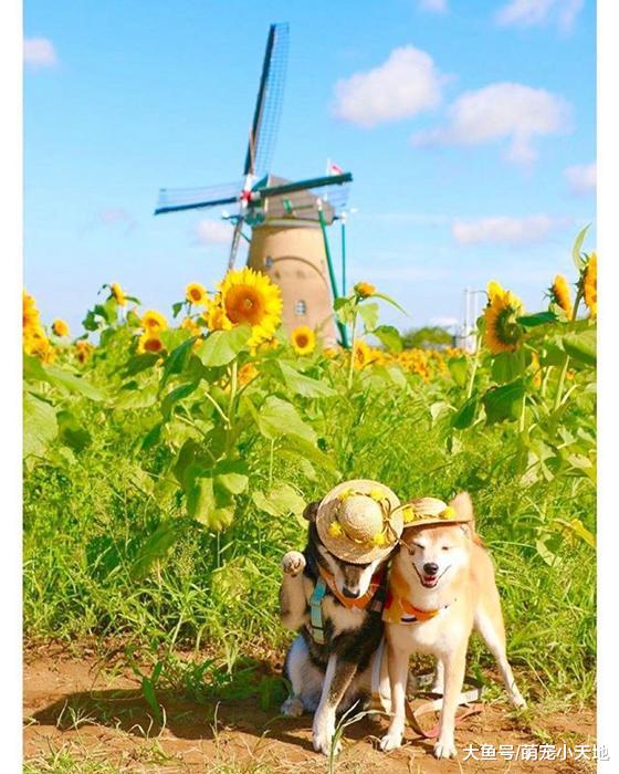 超可爱柴犬兄妹，带着疗愈笑容来融化每个人的心！