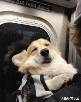 为了生活，小柯基每天坐地铁上下班，网友：全网最苦小柯基