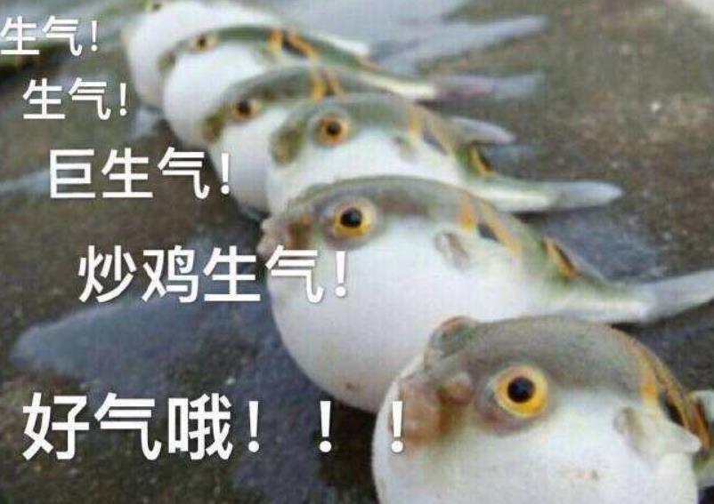 小伙把3只河豚掛在樹上，樹下的小鳥懵圈了：這個球能吃嗎