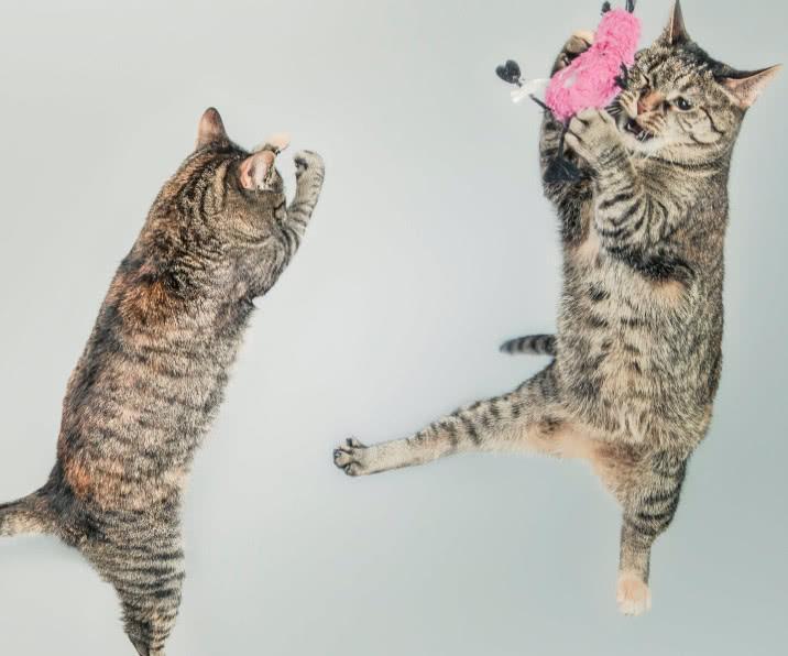 貓咪跟同類的相處模式有哪些呢？為什么它們相處方式不太一樣呢？