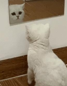 小猫第一次见到镜子里的自己，表情动作让人萌翻，猫：这家伙是谁