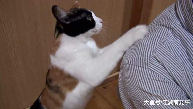 猫咪如果有这5种行为，说明它已经把你当成主人了