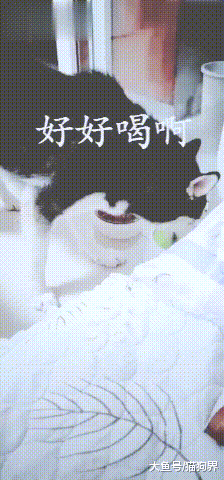 哈士奇: 这是什么水, 好好喝啊! 铲屎官: 我的洗脚水, 哈士奇: 呕
