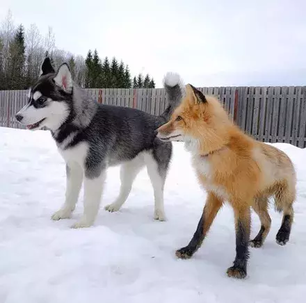 网友领回只狐狸，结果家里二哈就变得不正常了...