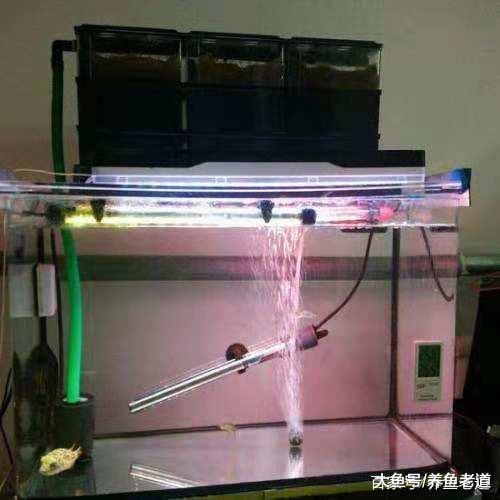 春节不在家观赏鱼咋办呢, 如果有此打算现在马上开始行动!