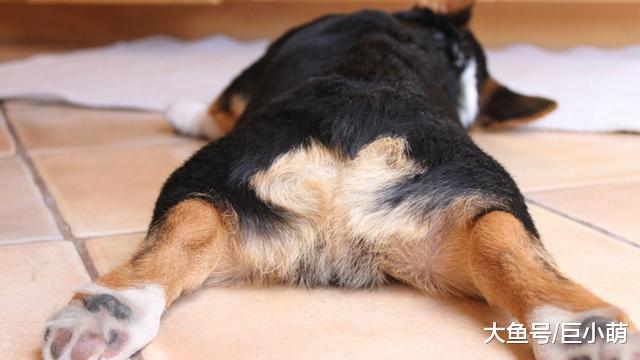 打着为狗狗好的名号，去帮狗狗断尾？这做法简直荒谬！