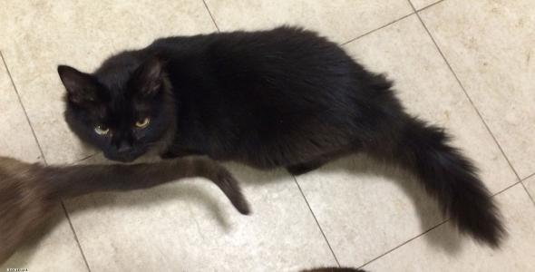 家里養了一只有精神病的貓，雖然很累，但是很感動！