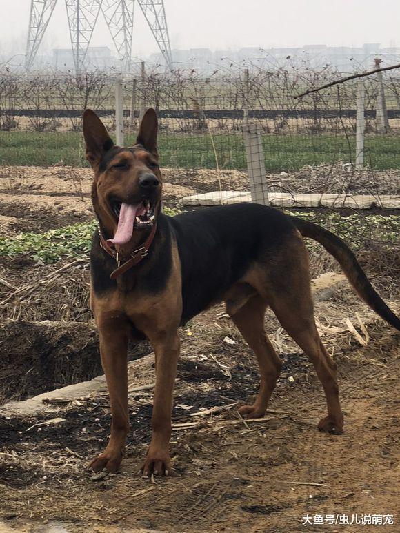 這只“牧羊犬”成這樣了，看來沒有少遭罪啊！