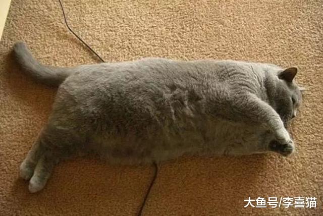 猫咪脂肪肝并非胖猫专属，瘦猫挨饿也会患病，预防需注意这三点！