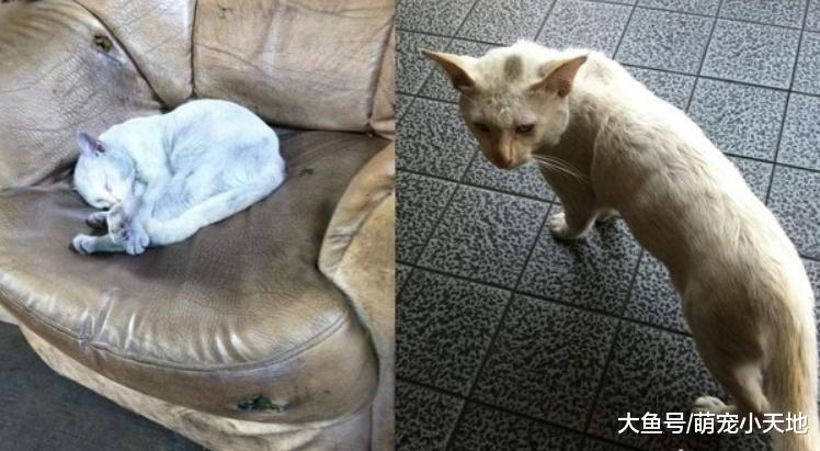 双手捧着臭脸猫, 7年后主人抱一团空气: 愿你乖乖在菩萨旁