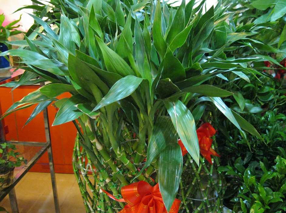 富贵竹老黄叶原因有哪些，知道这些解决方法来看看吧