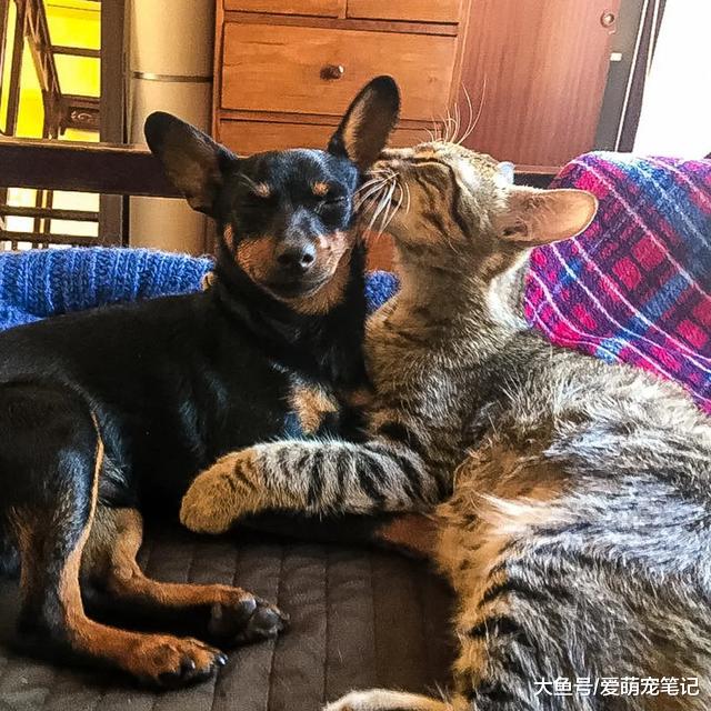 夫妇本打算仅收养一只流浪狗，照顾3周后，再次收编“意外之客”