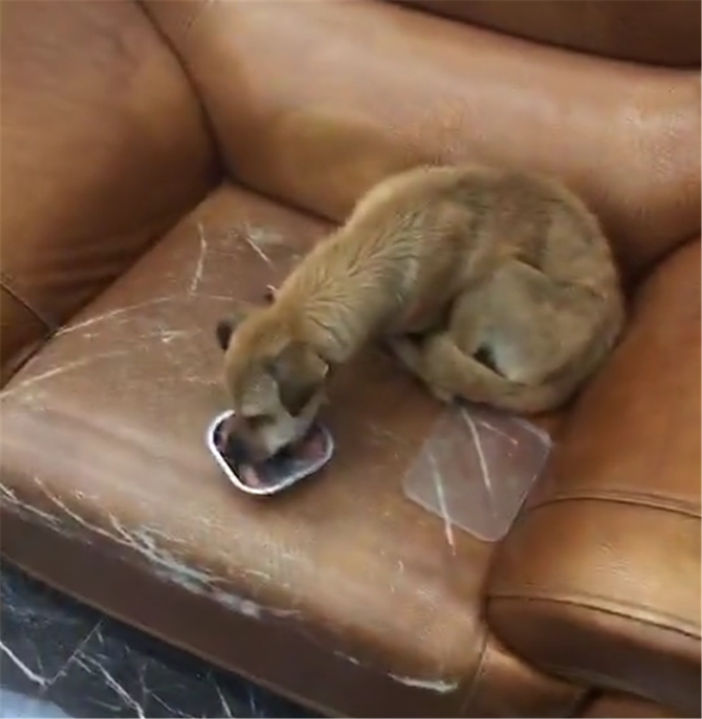 流浪狗鉆進小區，原以為會被趕走，但保安小哥的舉動讓人暖心……