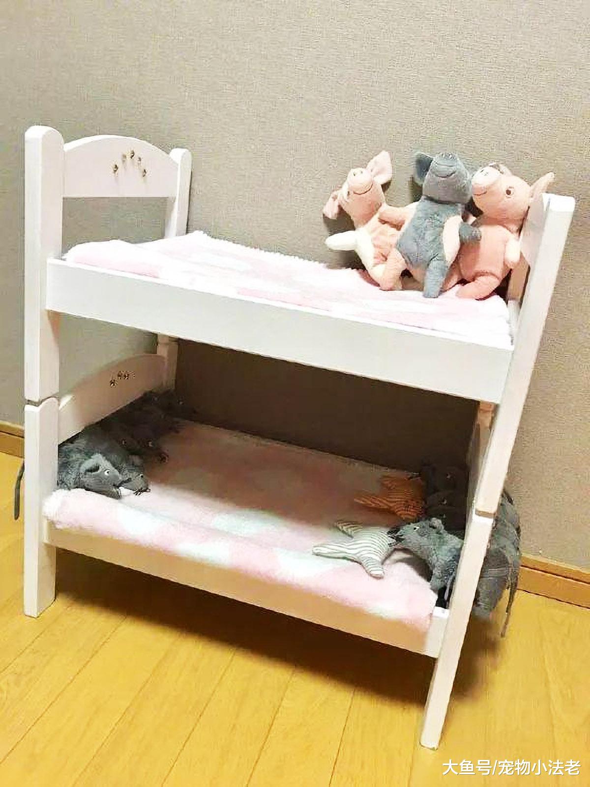 铲屎官帮两只猫买了双层床，看见后直接冲上去，那表情也太舒服了
