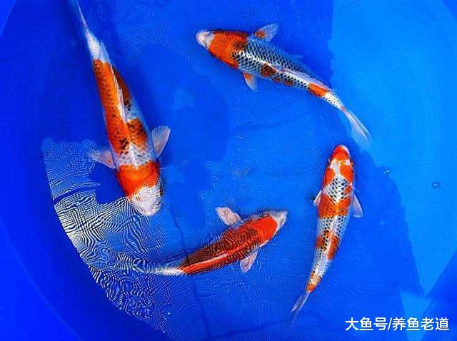 就算满世界都说加盐不治疗鱼病，有些鱼友仍然会用，这是为什么？