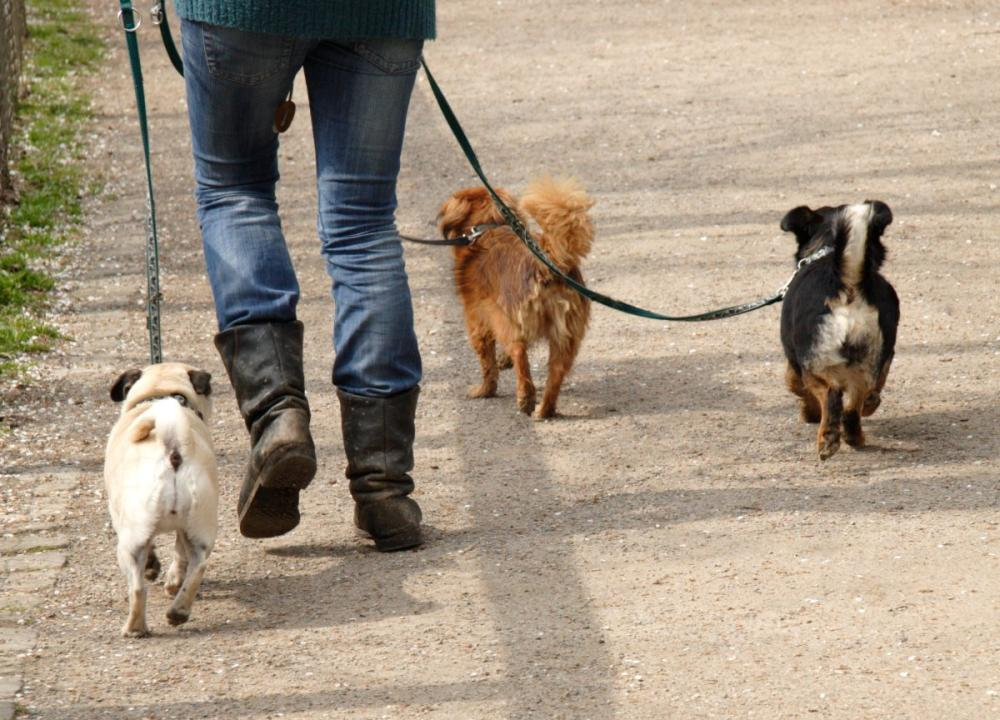 不知道吧? 遛狗也讲究科学方法, 那你知道哪样遛狗最“伤狗”吗?