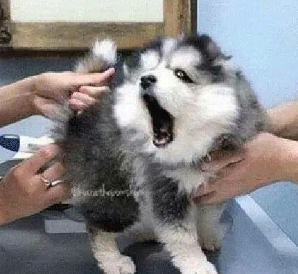 医生帮狗狗量体温, 狗狗表情从呆萌逐渐陶醉, 主人一看笑到扶墙