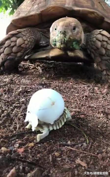 陆龟宝宝出生了，看到老陆龟就向它爬去，小陆龟：你是我妈妈吗？