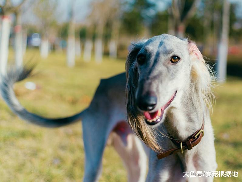 它是哮天犬的原型，实力不输洋犬，却逐渐被人们遗忘