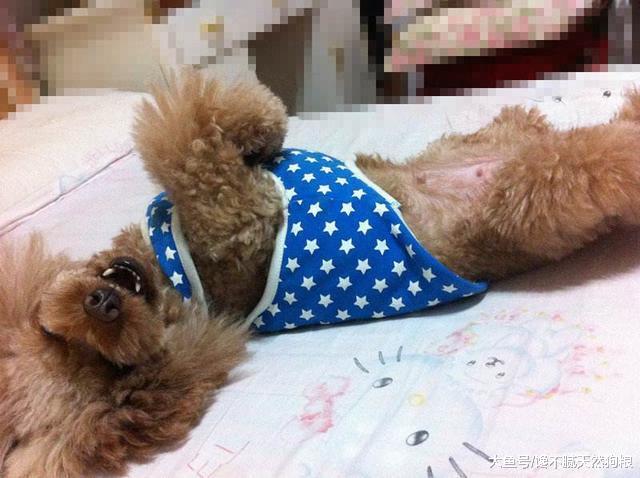 泰迪犬總是在你面前露肚皮，別再說因為愛你，還有這5個原因！