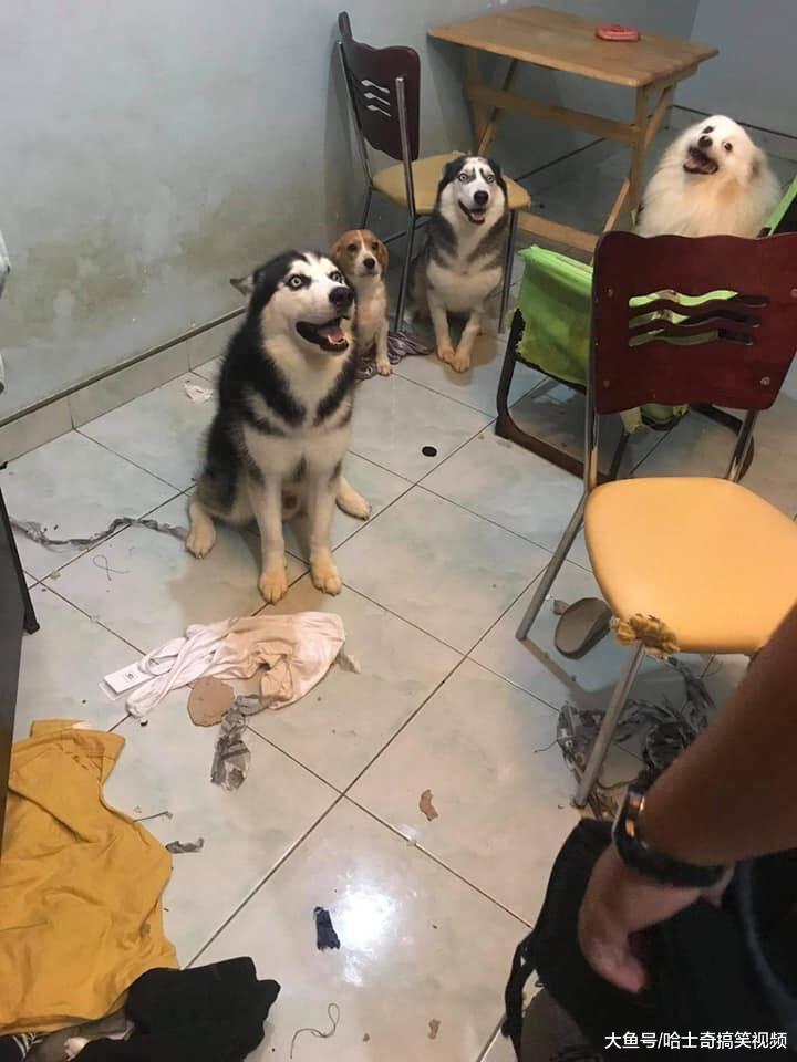 两只哈士奇变4只？拆家后微笑等主人，累了一天了快做饭去