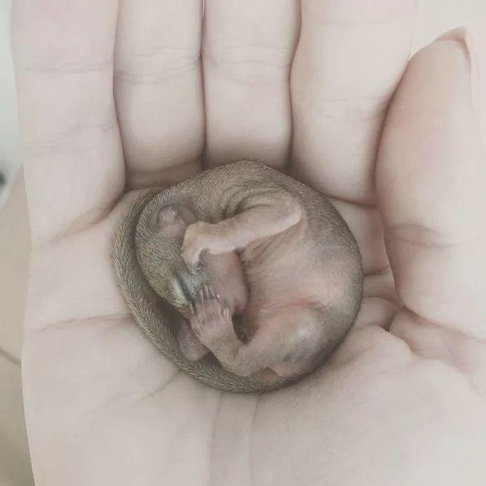 两年前救助的小松鼠如今在自家抽屉里生宝宝, 这感觉太奇妙了