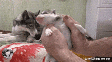 二哈刚升级当妈，奶狗却被主人抱着玩，它的眼神都不一样了