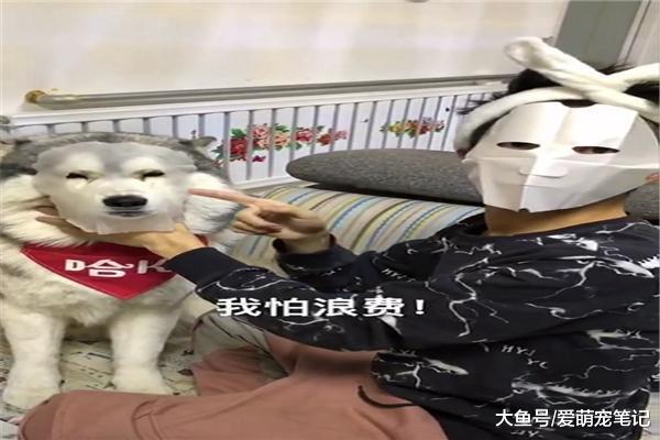 网友第一次敷面膜, 把面膜留给了哈士奇, 皮儿留给了自己, 好尴尬