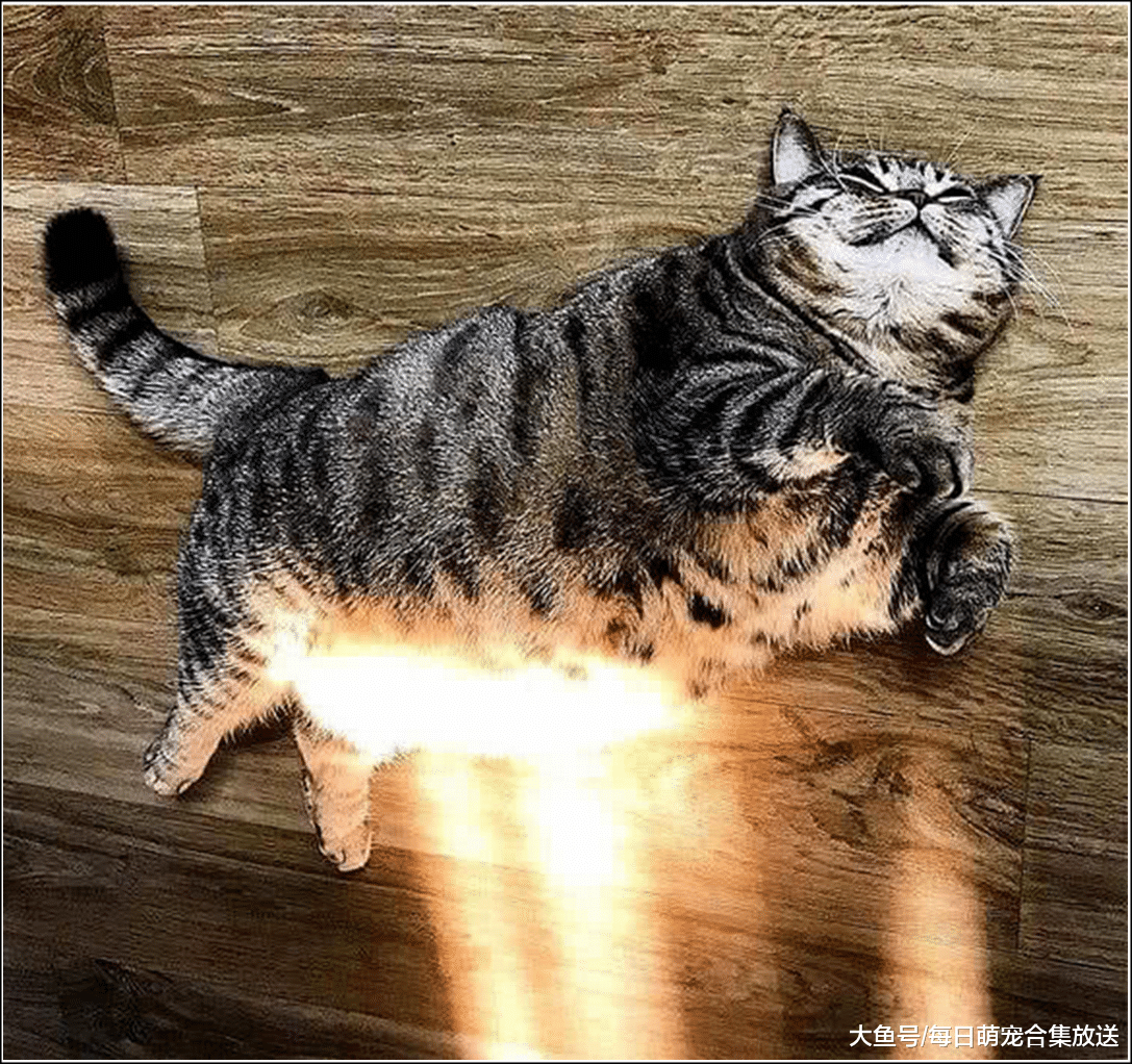 女主拍了张猫咪的照片，让朋友P的国际化一点，看到成品后笑喷了