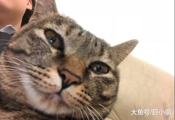 猫咪看人伸手就怕，马上找地方藏着，前主人怎么对它的忘不了