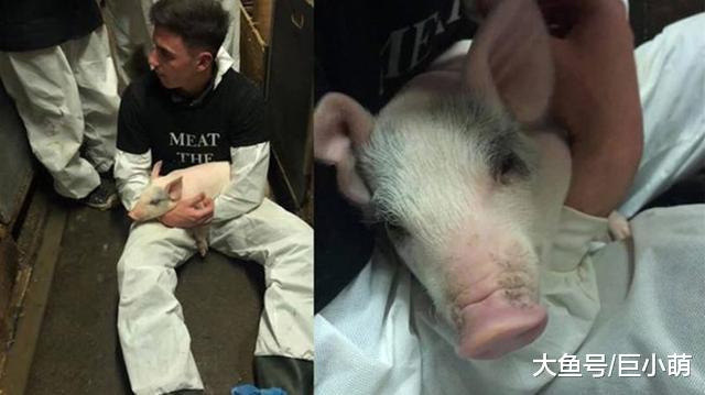 素食主义者抗议吃肉，到猪场拍照打卡，却害死了小猪崽