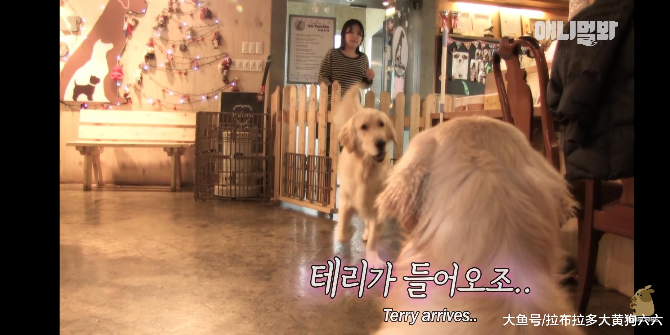 因为难以忘记小时候的玩伴，这只狗陷入了单相思之恋，郁郁寡欢