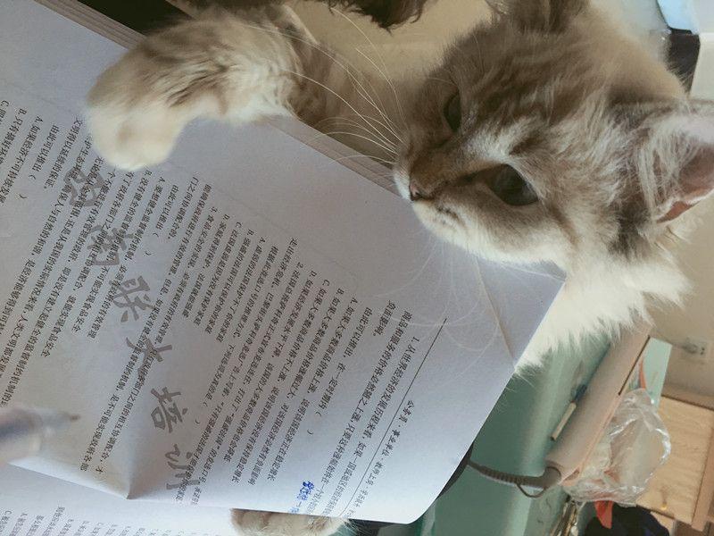 小主人考试复习很忙, 宠物猫咪却在旁边捣乱