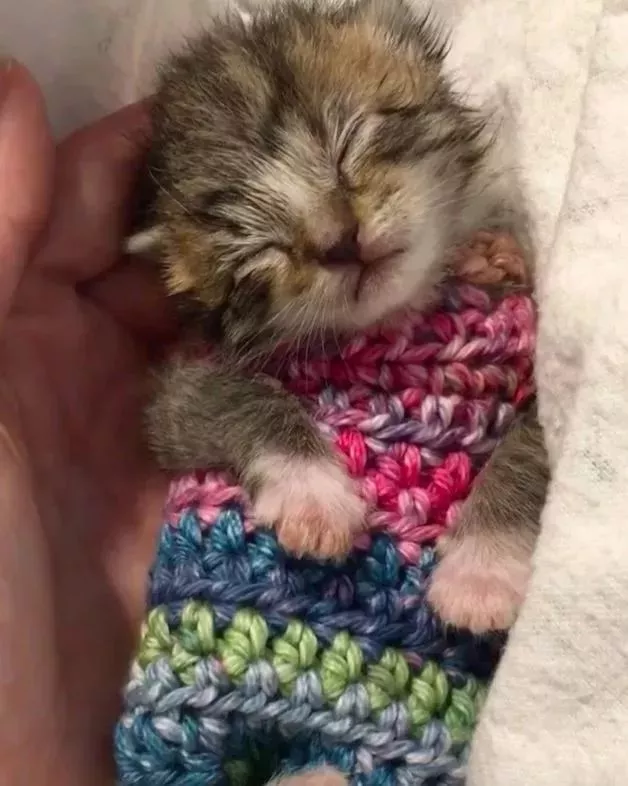 体温偏低的小奶猫穿上手作保暖衣后，画风可爱到爆！