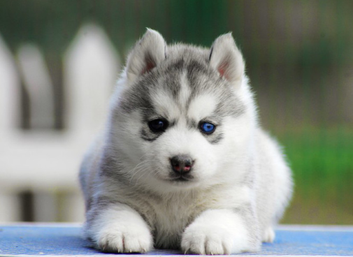 主人隔着围栏喂鸡腿，二哈举动让他哭笑不得，哈士奇：太欺负狗了