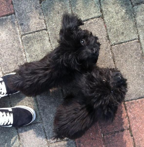 为什么黑色泰迪总是遭人嫌？归根结底这5点在作祟！