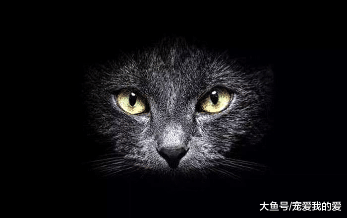 中国吃货都不吃的猫肉，越南人情有独钟，一年吃掉400万只