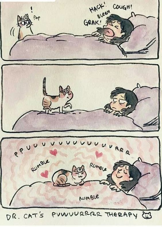 猫为什么会打呼噜？而且人类听了还特别爽？抖m吗？