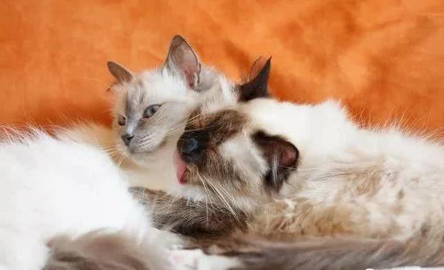 猫咪为什么喜欢和人睡？原因有四点，你知道吗？