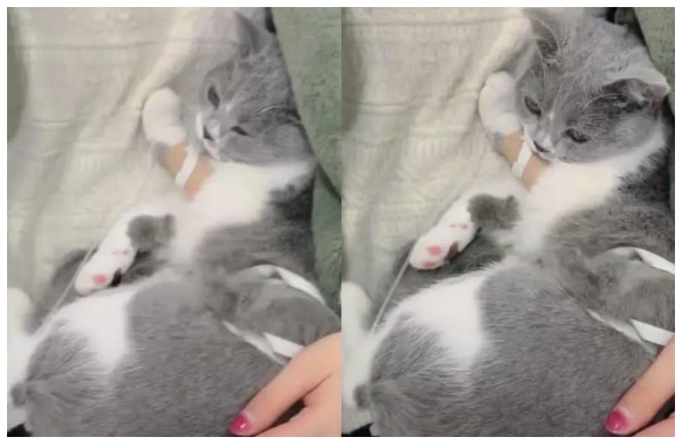 猫咪在医院打点滴, 一脸憔悴, 它的撒娇真是让主人心疼不已!