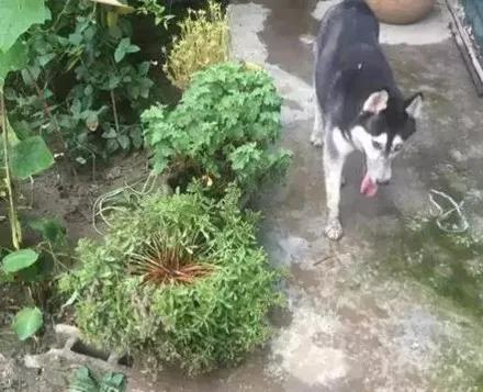 帮朋友照看哈士奇，房子差点变毛坯房，接下来怕是朋友没的做了