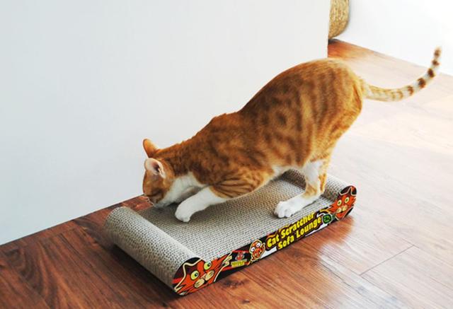 猫咪最喜欢的4样玩具，你们家都准备了哪些？