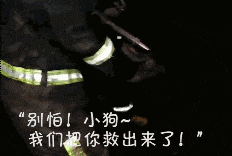 500年古树和狗先救谁? 消防员的选择是...