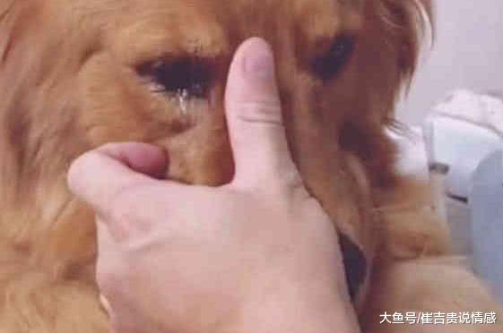金毛意外走丢，三天后它奇迹归来哭红了眼：你为什么要抛弃我？