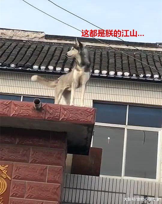 带二哈下乡总有坏坏的预感，果然不到一小时，这货就已经上天了