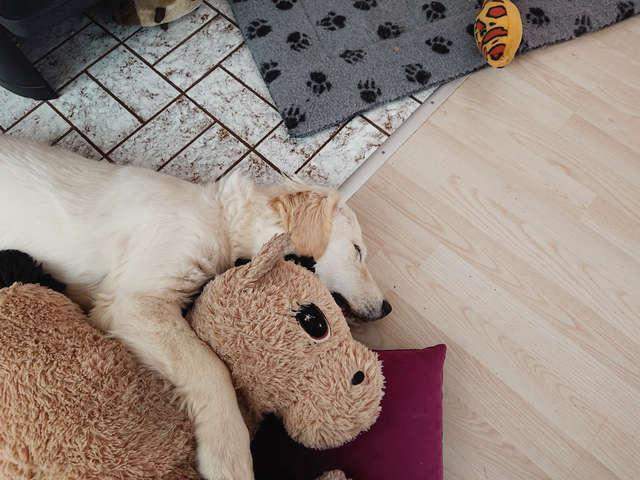 好朋友被扔进洗衣机，大金毛要急哭了：快把它吐出来！