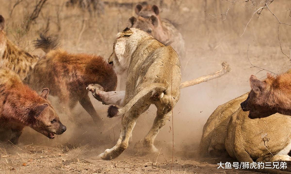 如果非洲一哥是虎群, 那么鬣狗还敢像骚扰狮子一样对待老虎吗?