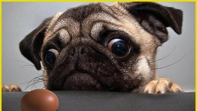 狗狗应该吃生鸡蛋还是熟鸡蛋？
