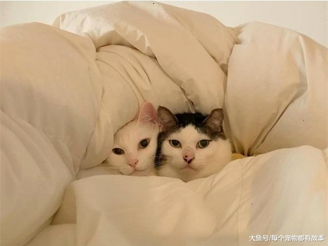 喵星人都喜欢钻铲屎官的被窝，这是什么原因呢